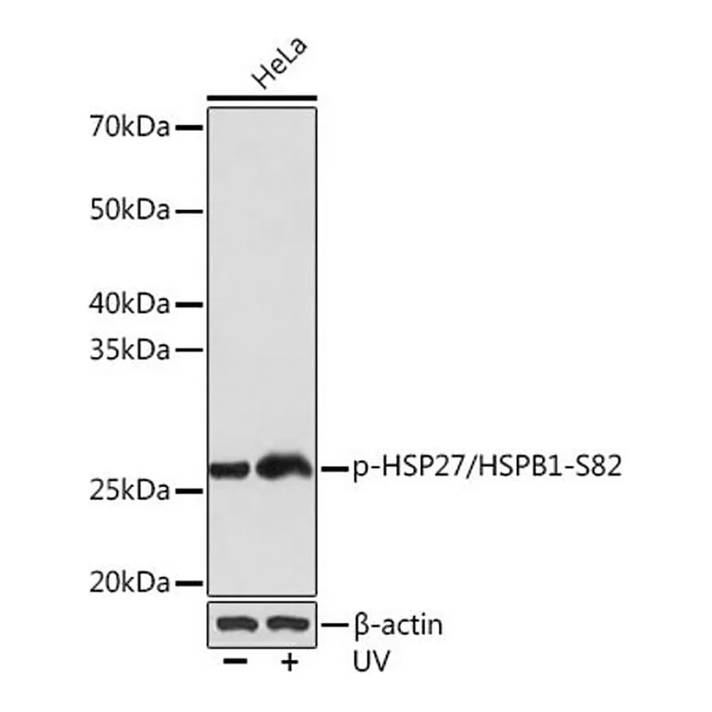 Merck Anti-Phospho-HSP27/HSPB1-S82 antibody produced in rabbit
