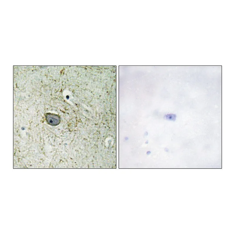 Merck Anti-PDGFR alpha antibody produced in rabbit