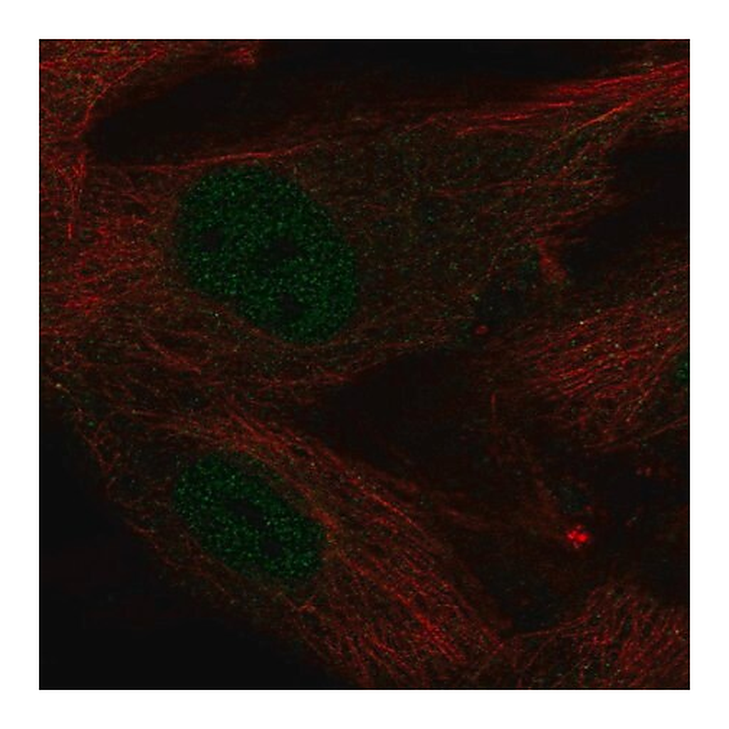 Merck Anti-KLF2 antibody produced in rabbit