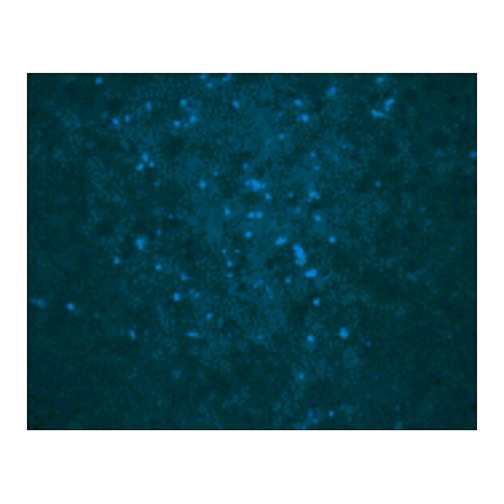 Merck Anti-West Nile Virus Core antibody produced in rabbit