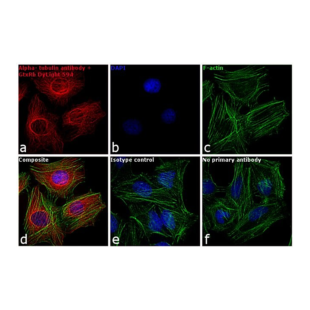 Thermo Fisher Scientific Goat anti-Rabbit IgG (H+L) Cross-Adsorbed Secondary Antibody, DyLight 594