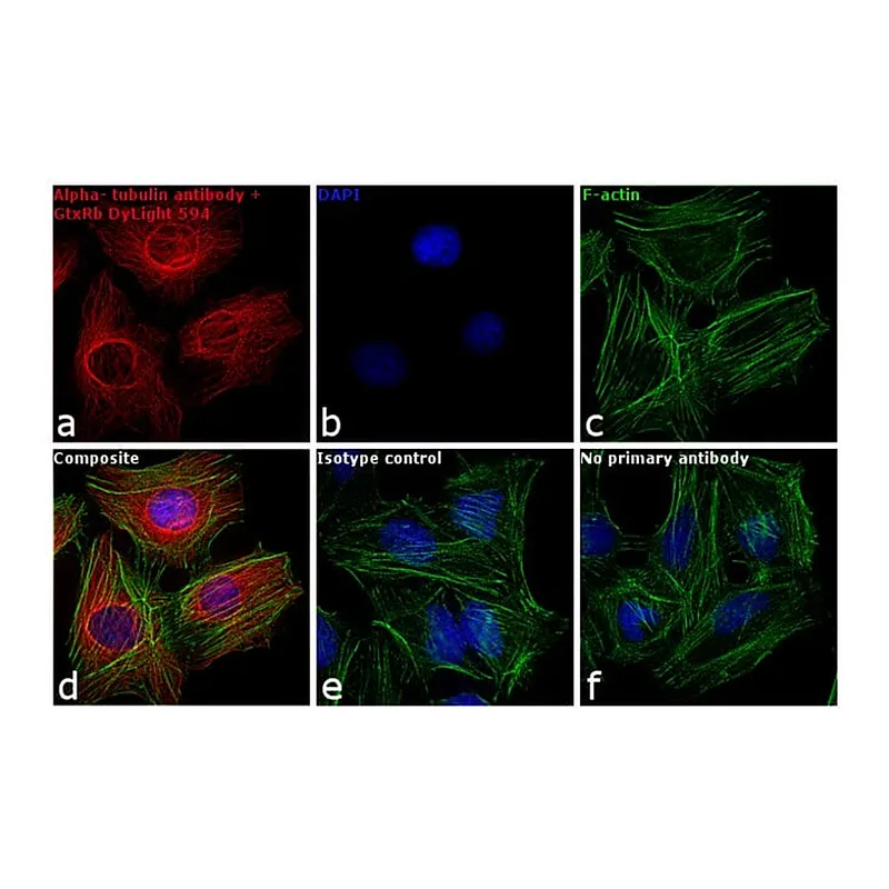 Thermo Fisher Scientific Goat anti-Rabbit IgG (H+L) Cross-Adsorbed Secondary Antibody, DyLight 594