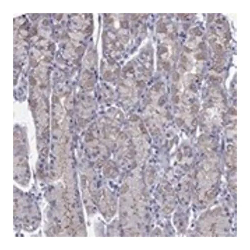 Merck Anti-PDZD3 antibody produced in rabbit