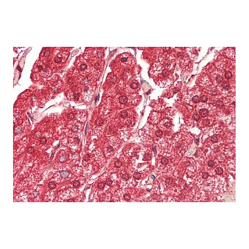 Merck Anti-ATE1 antibody produced in rabbit