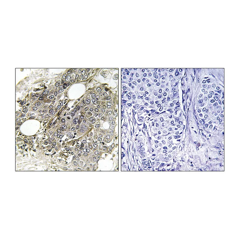 Merck Anti-TGF beta Receptor III, C-Terminal antibody produced in rabbit