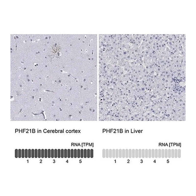 Merck Anti-PHF21B antibody produced in rabbit