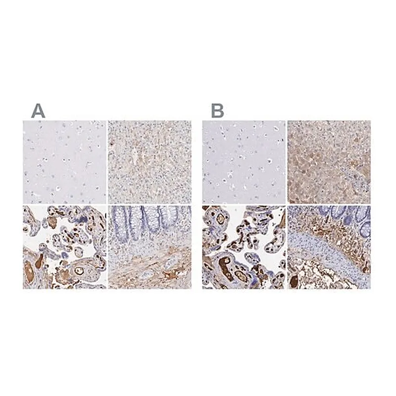 Merck Anti-FGB antibody produced in rabbit