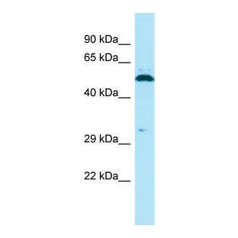 Merck Anti-SPAM1 (C-terminal) antibody produced in rabbit