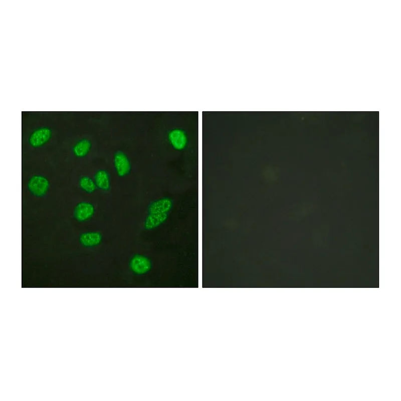 Merck Anti-B-MYB antibody produced in rabbit