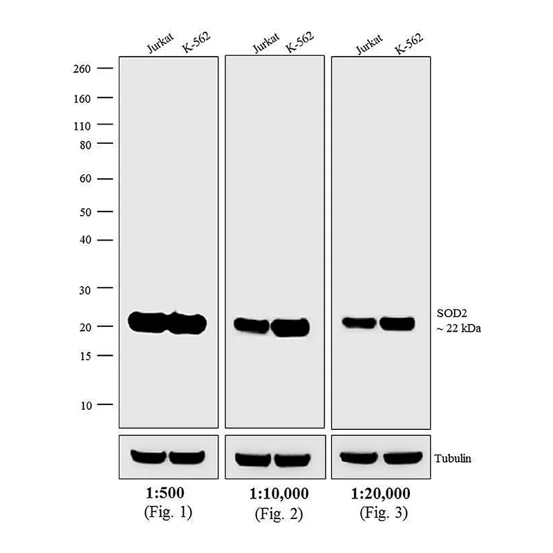 Thermo Fisher Scientific Donkey anti-Mouse IgG (H+L) Secondary Antibody, AP