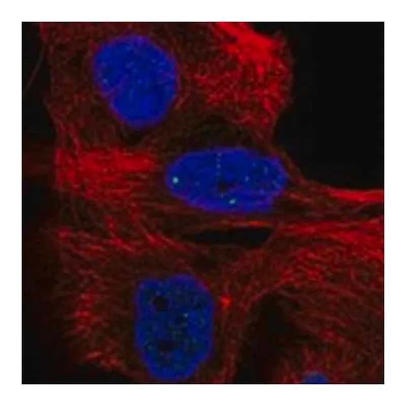 Merck Anti-BABAM1 antibody produced in rabbit