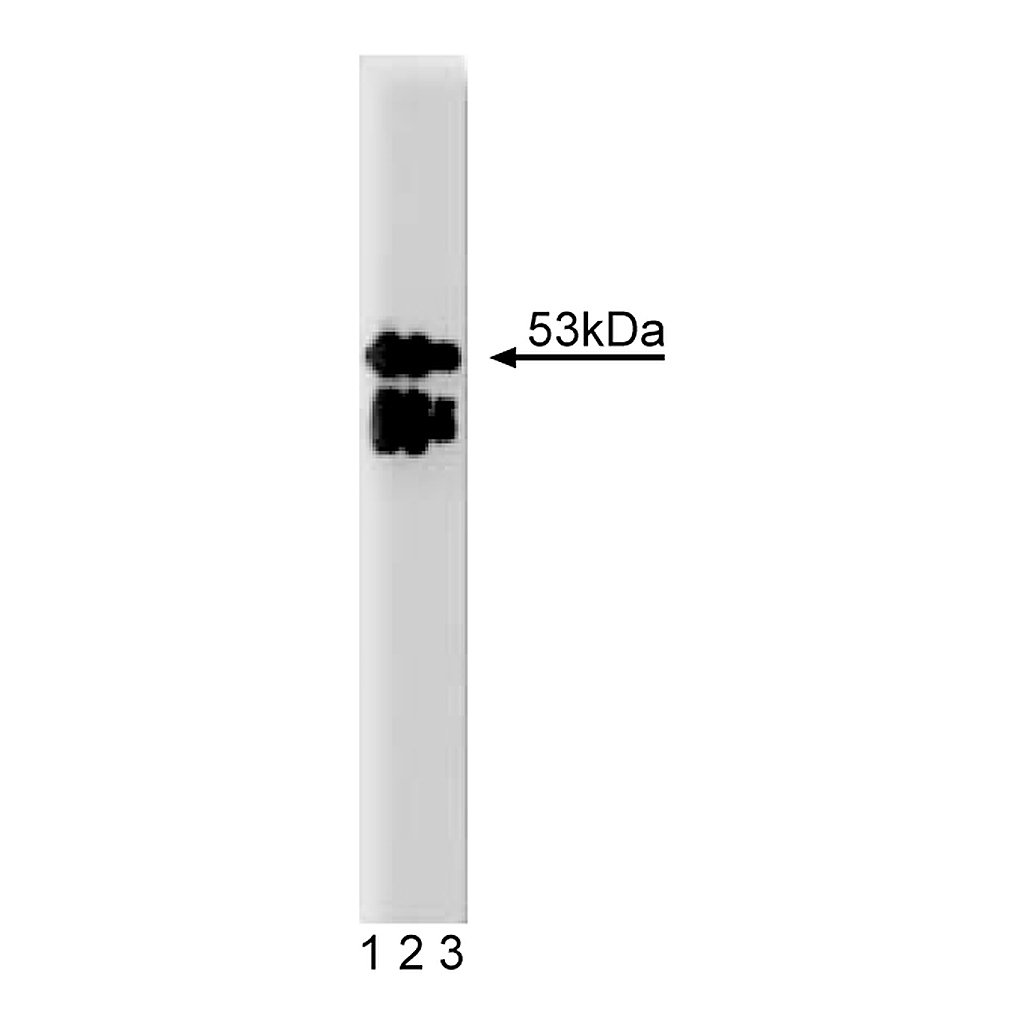 BD Purified Mouse Anti-LAP2