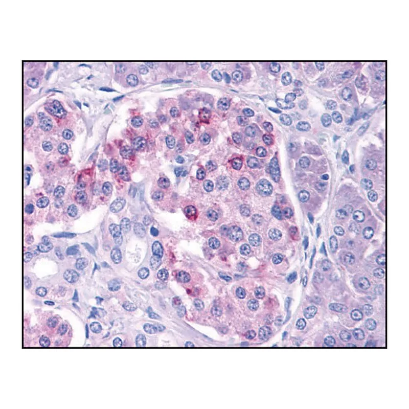 Merck Anti-IKKepsilon antibody produced in rabbit