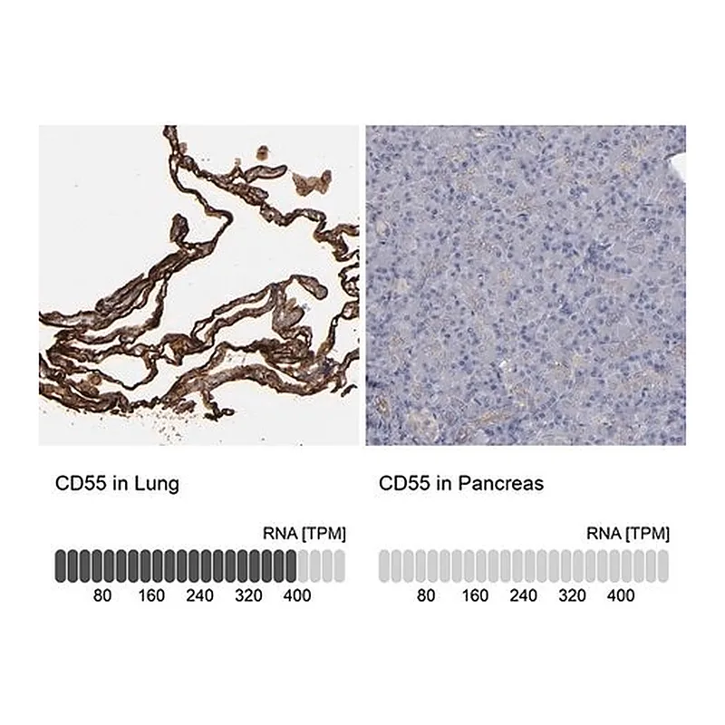 Merck Anti-CD55 antibody produced in rabbit