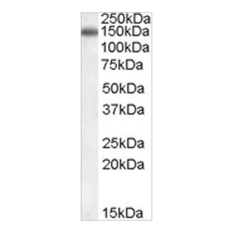 Merck Anti-CILP antibody produced in goat