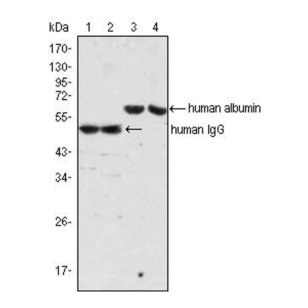 Thermo Fisher Scientific Mouse anti-Human IgG (H+L) Secondary Antibody