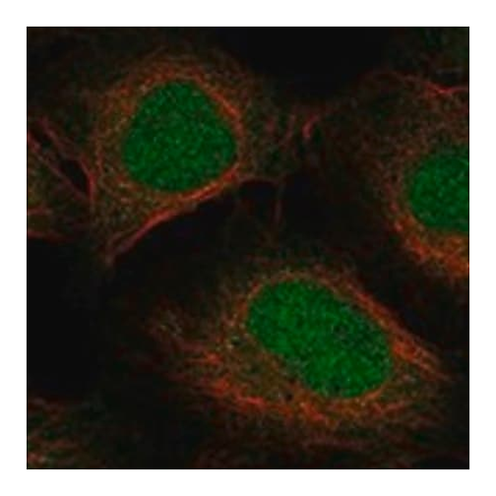 Merck Anti-ELOA2 antibody produced in rabbit