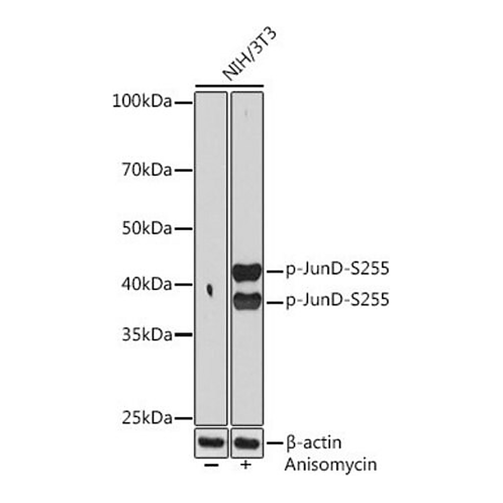 Merck Anti-Phospho-JunD-S255 antibody produced in rabbit