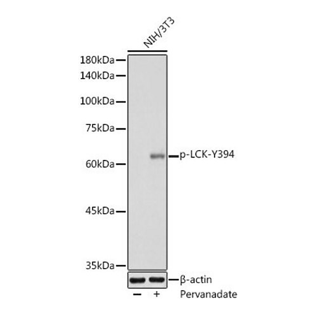 Merck Anti-Phospho-LCK-Y394 antibody produced in rabbit