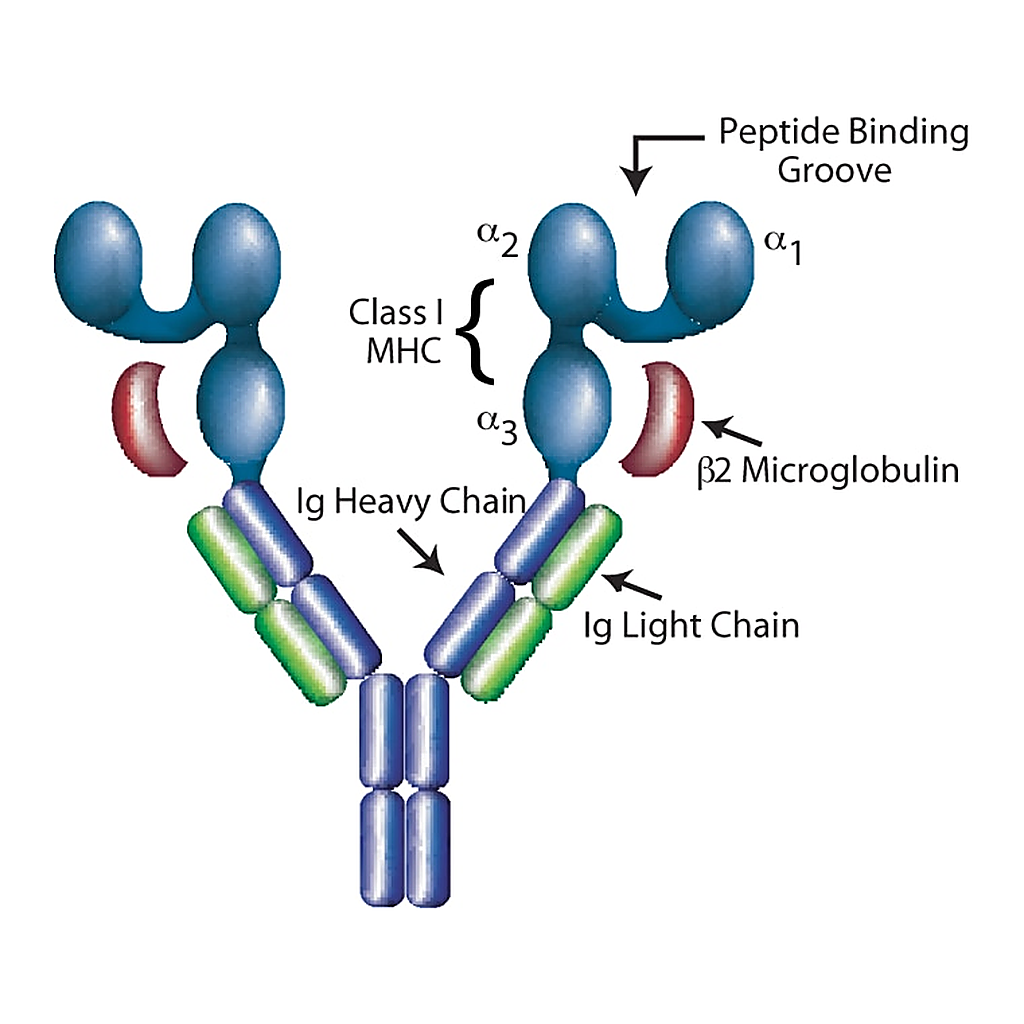BD DimerX I: Recombinant Soluble Dimeric Human HLA-A2:Ig Fusion Protein