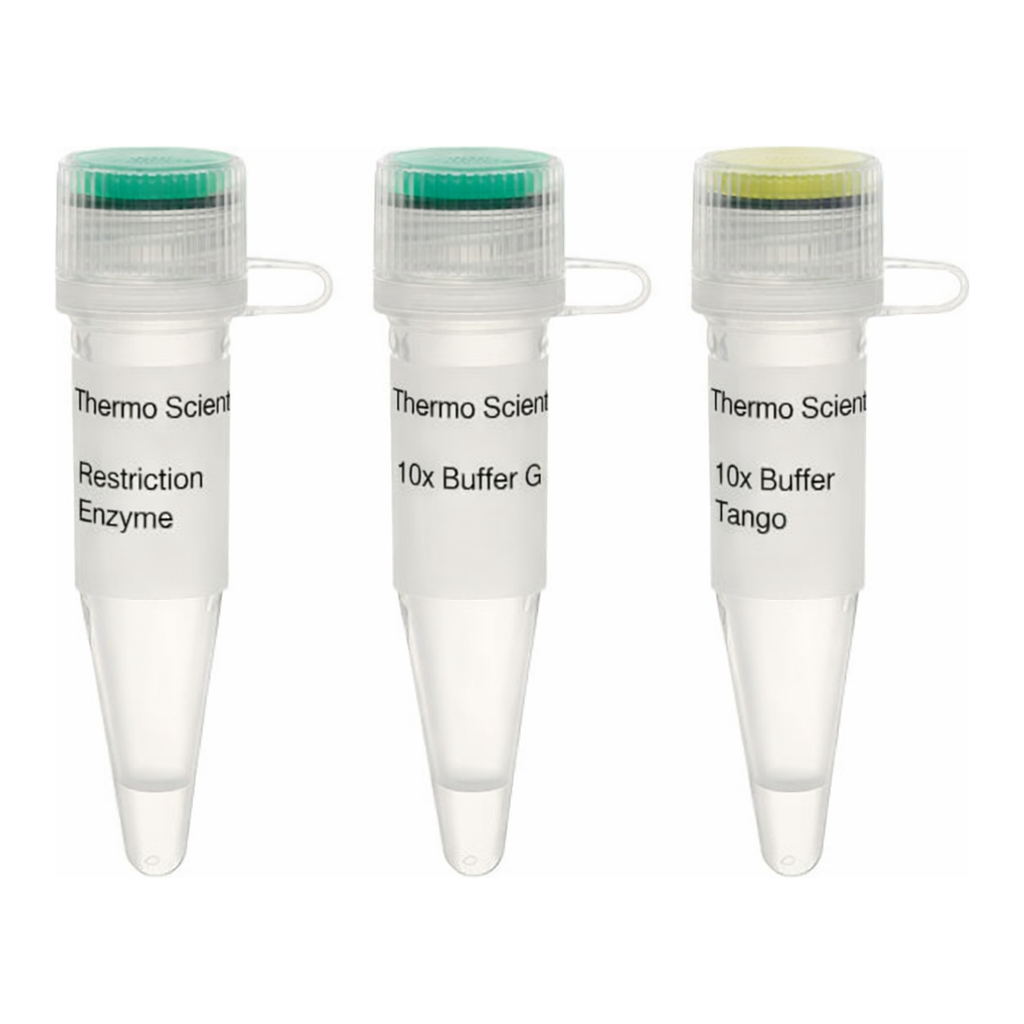Thermo Fisher Scientific BseSI (Bme1580I) (10 U/&mu;L)