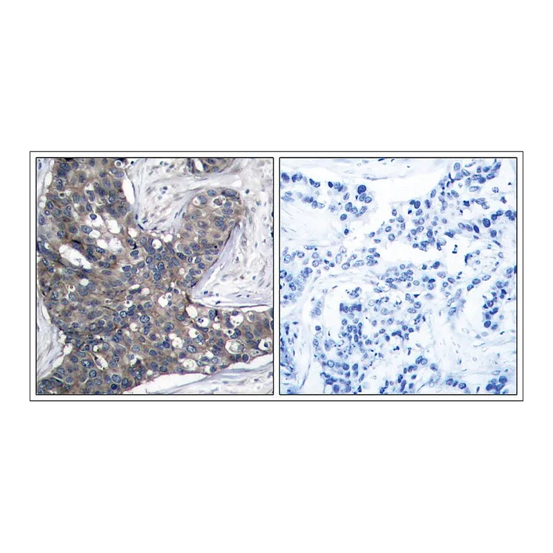 Merck Anti-EIF2S1 (Ab-51) antibody produced in rabbit