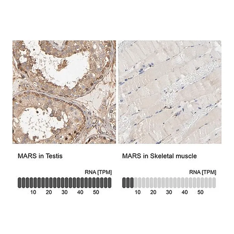 Merck Anti-MARS antibody produced in rabbit