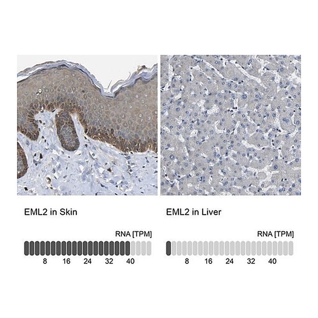 Merck Anti-EML2 antibody produced in rabbit