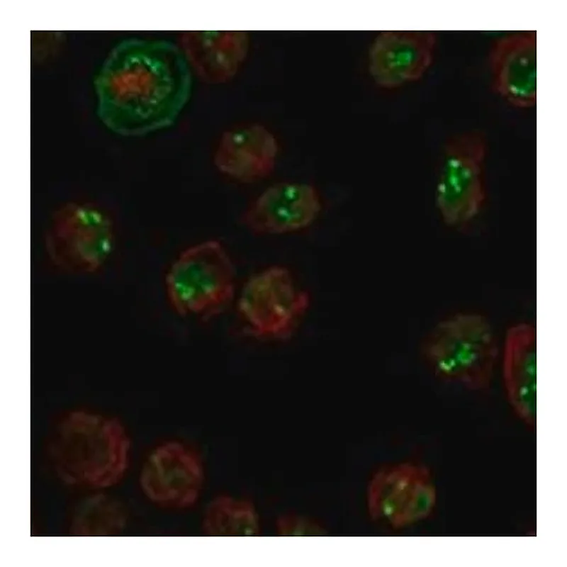Merck Anti-NCL antibody produced in rabbit