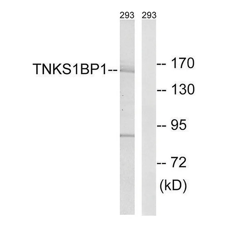 Merck Anti-TNKS1BP1 antibody produced in rabbit
