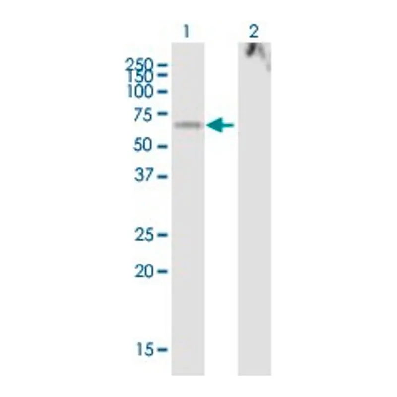 Merck Anti-LOXL1 antibody produced in mouse