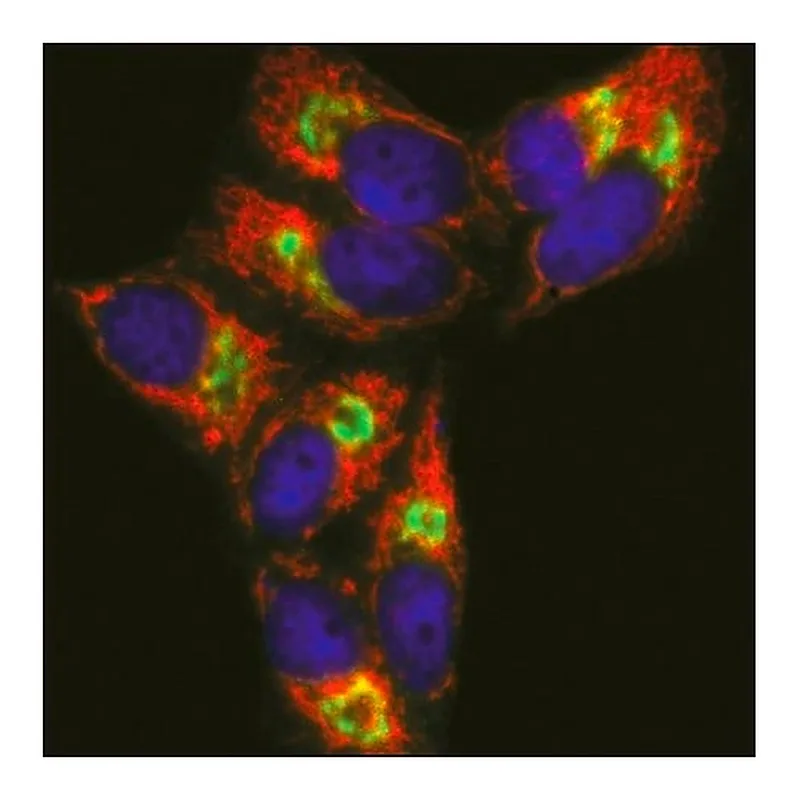 Merck Anti-Mouse IgG (H+L), CF(TM) 633 antibody produced in goat