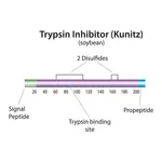 Merck Trypsin inhibitor from Glycine max (soybean)