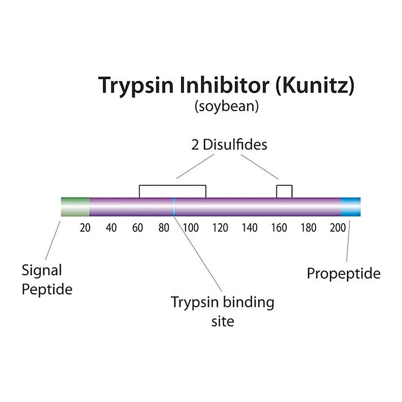 Merck Trypsin inhibitor from Glycine max (soybean)