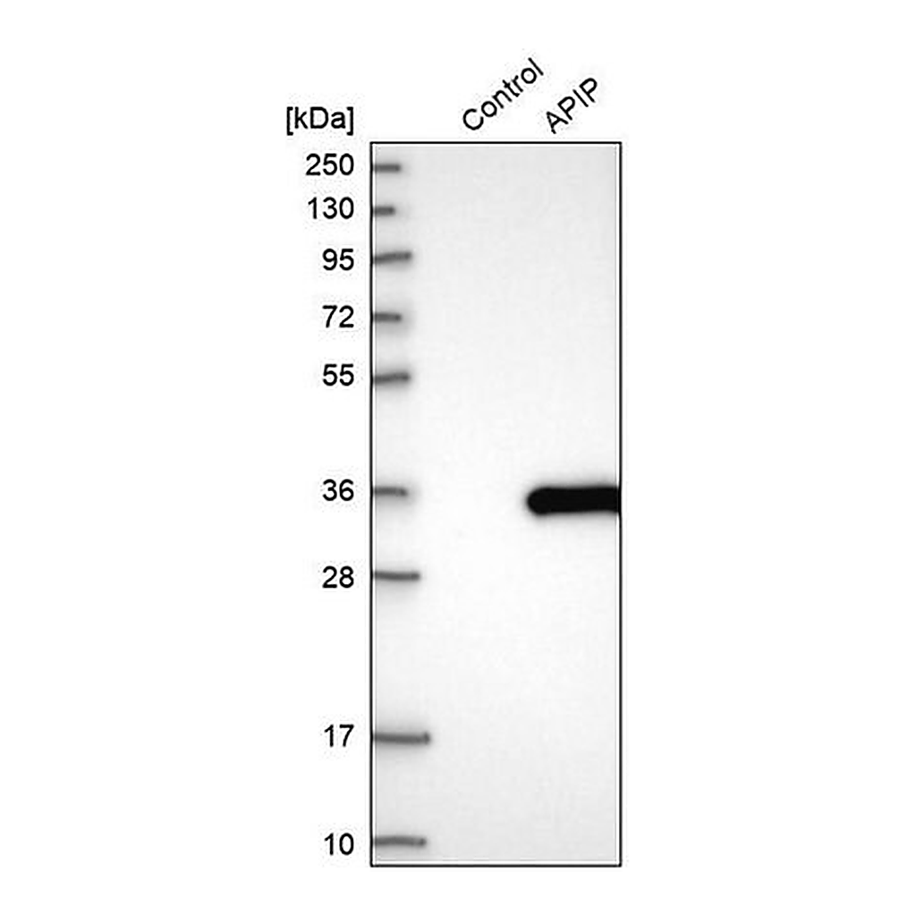 Merck Anti-APIP antibody produced in rabbit