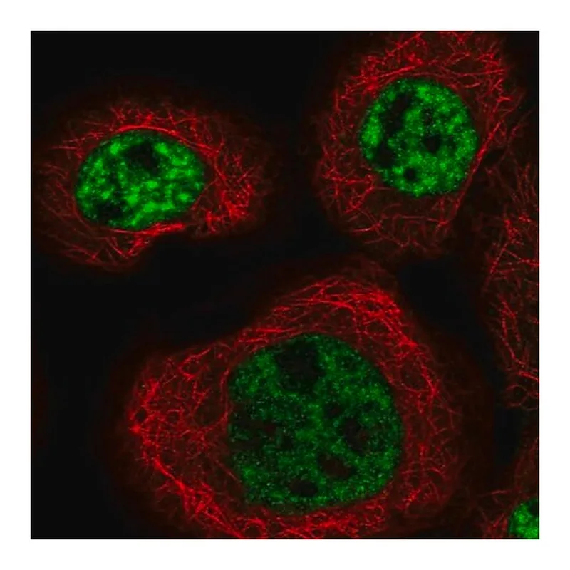 Merck Anti-MFSD11 antibody produced in rabbit
