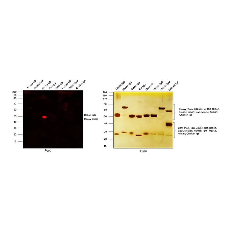 Thermo Fisher Scientific Goat anti-Rabbit IgG (H+L) Cross-Adsorbed Secondary Antibody, Alexa Fluor 514