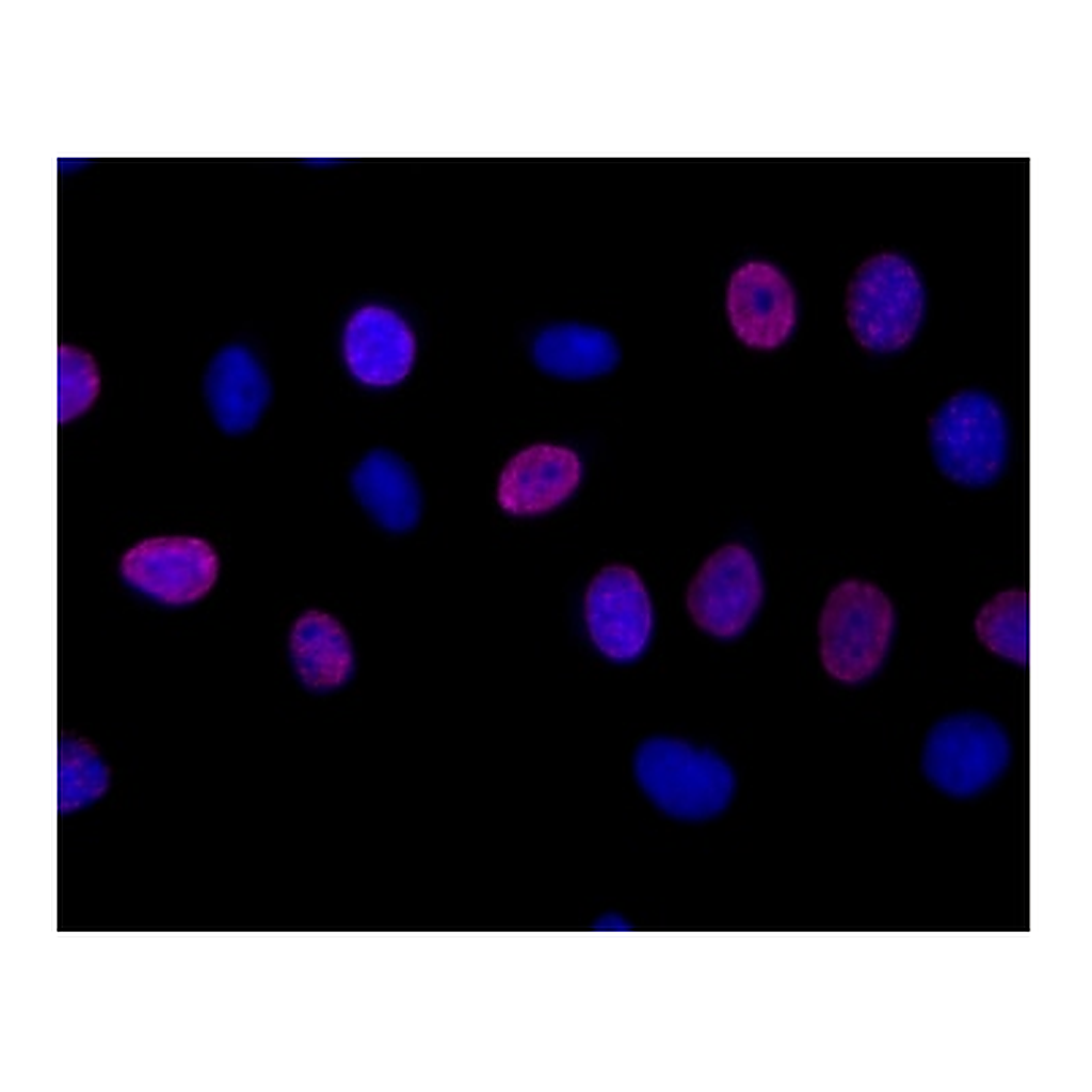 BD Alexa Fluor® 647 Mouse anti-BrdU