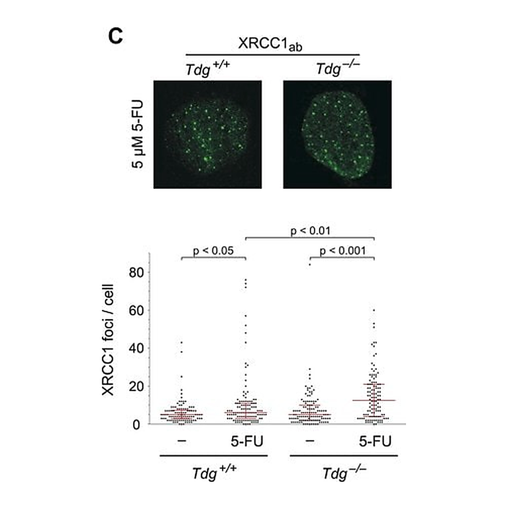 Merck Anti-XRCC1 antibody produced in rabbit