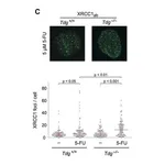 Merck Anti-XRCC1 antibody produced in rabbit