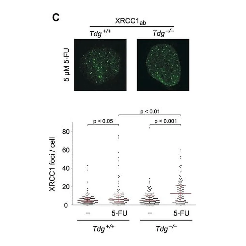 Merck Anti-XRCC1 antibody produced in rabbit