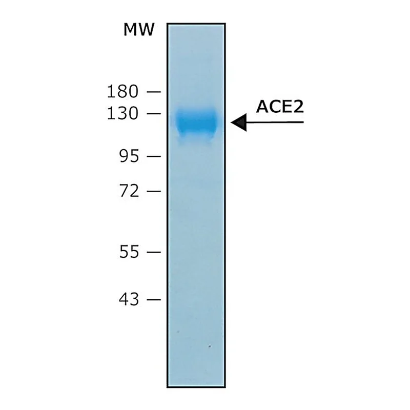Merck Angiotensin Converting Enzyme-2, Ace2