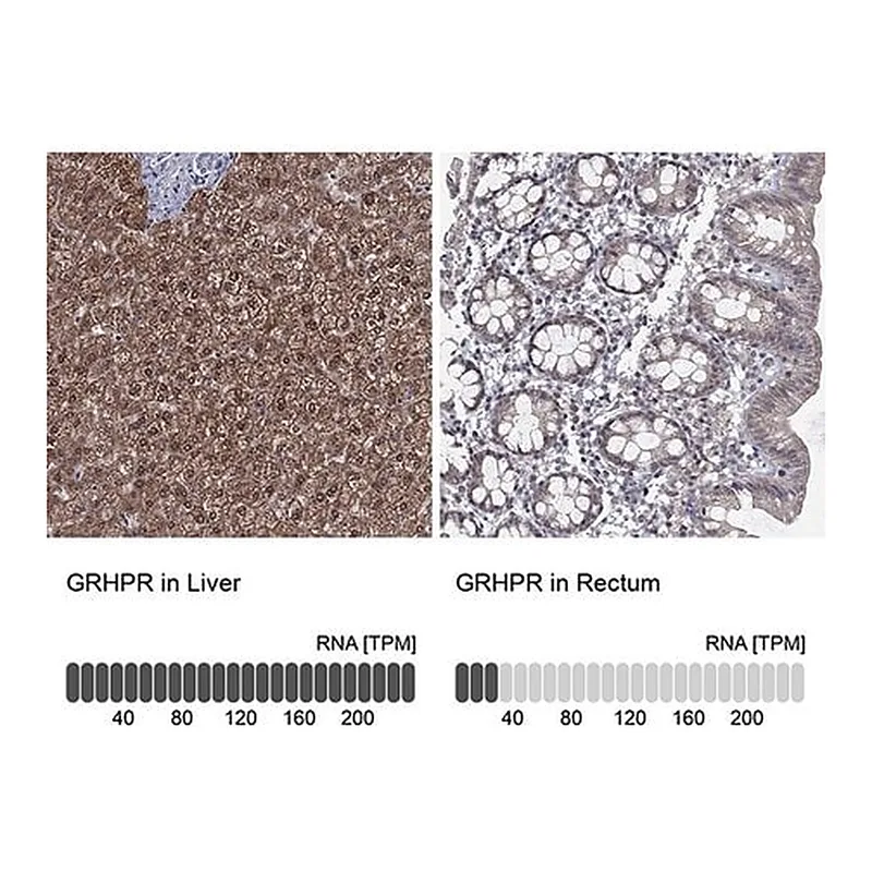 Merck Anti-GRHPR antibody produced in rabbit
