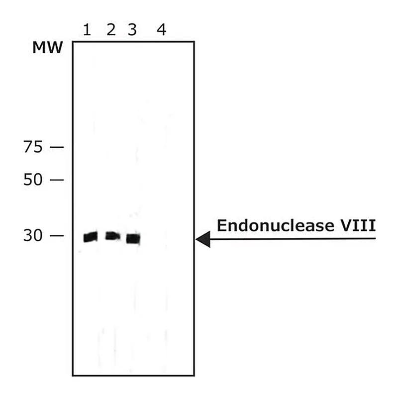 Merck Monoclonal Anti-Endonuclease VIII antibody produced in mouse