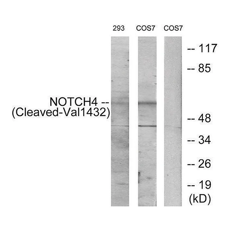 Merck Anti-NOTCH4 (Cleaved-Val1432), C-Terminal antibody produced in rabbit