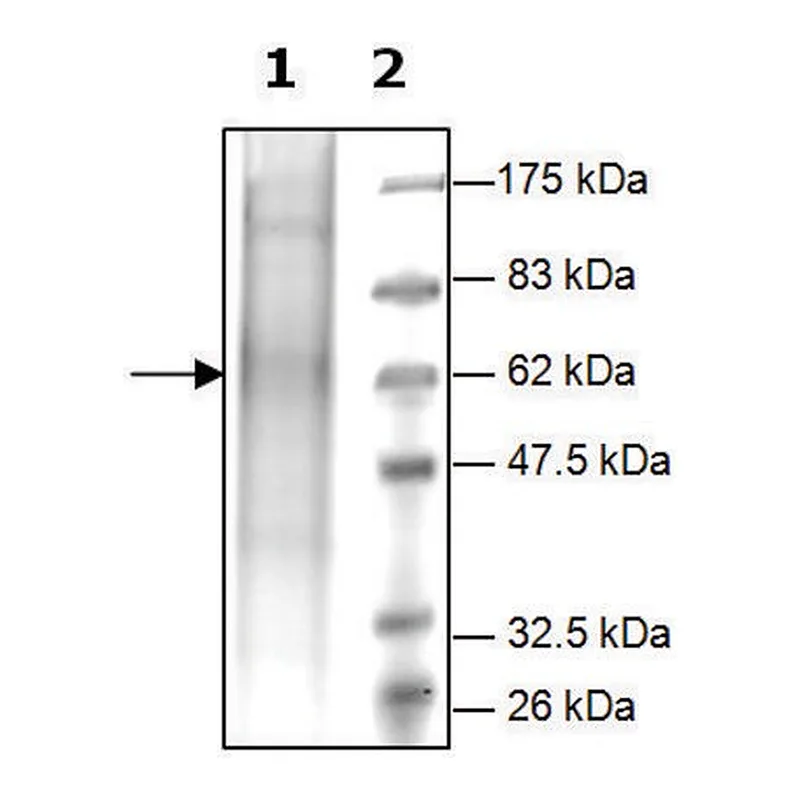 Merck PrCP active human