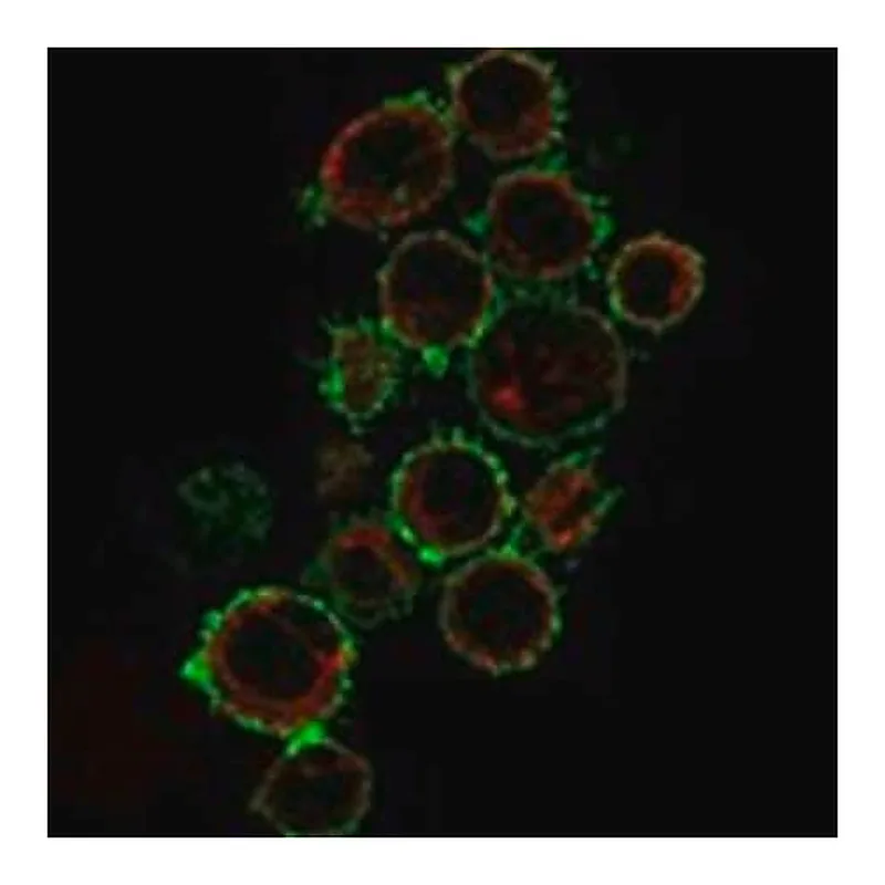 Merck Anti-CD86 antibody produced in rabbit