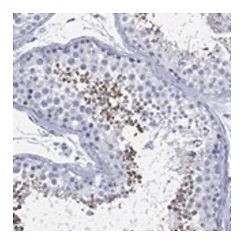 Merck Anti-TMEM247 antibody produced in rabbit