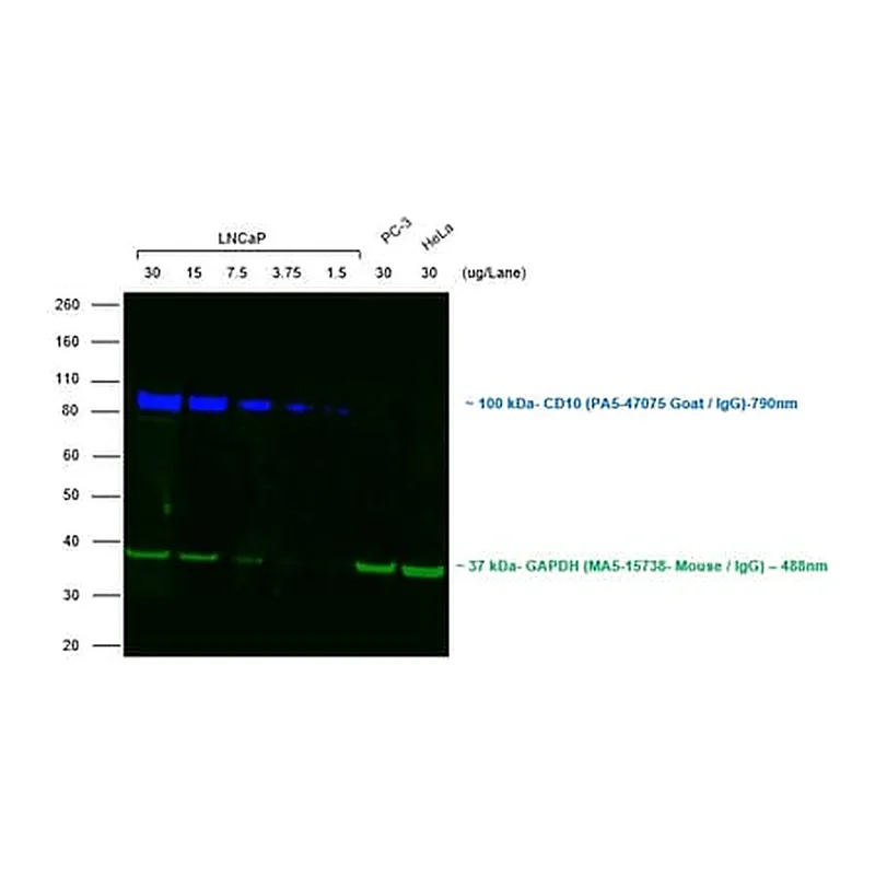 Thermo Fisher Scientific Rabbit anti-Goat IgG (Heavy Chain) Superclonal Secondary Antibody, Alexa Fluor 790