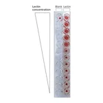 Merck LECTIN FROM TRITICUM VULGARIS